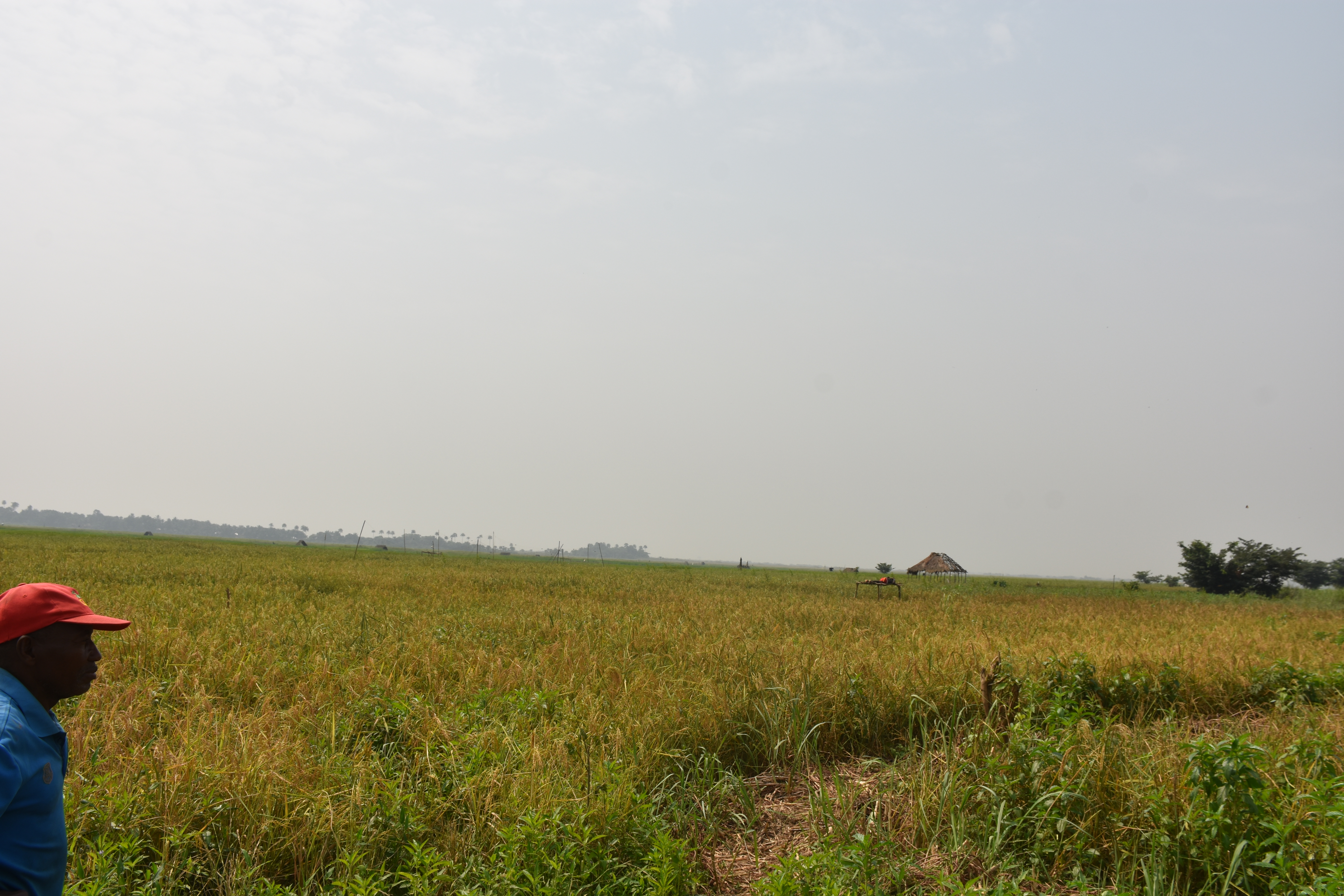 An outgrower scheme's semi-floating rice field