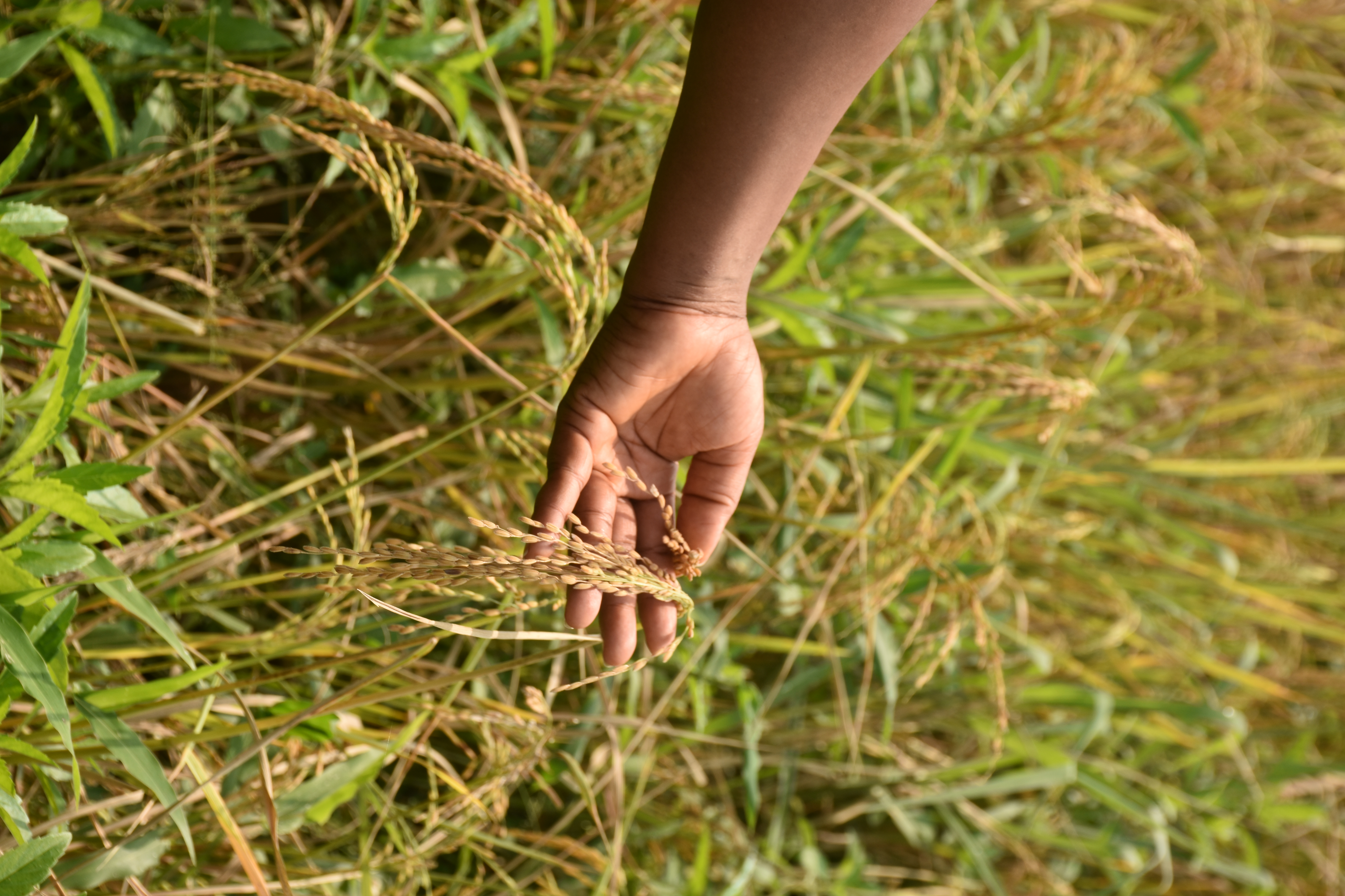 Gbobi rice variety panicles ready for harvest