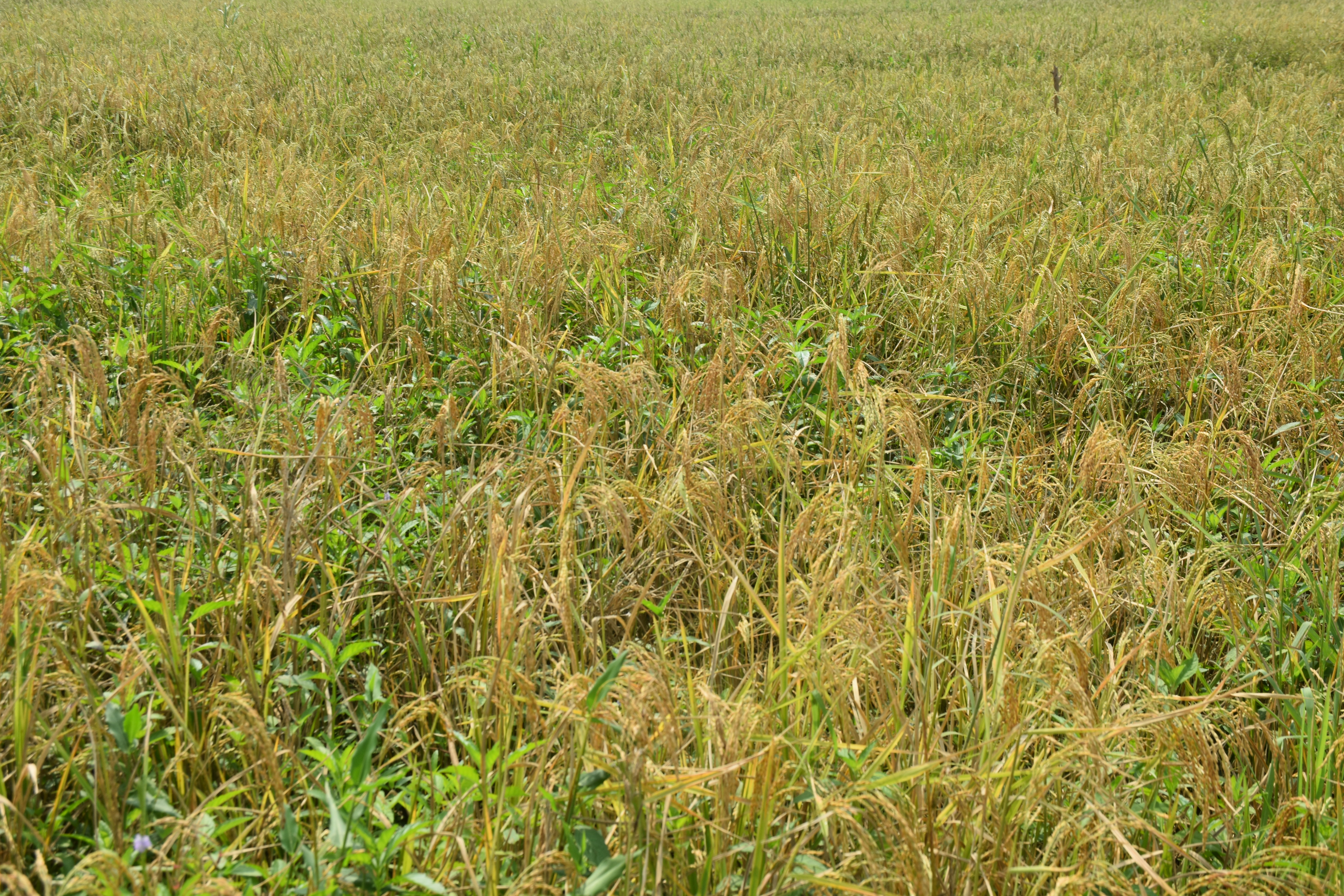 Semi-floating rice