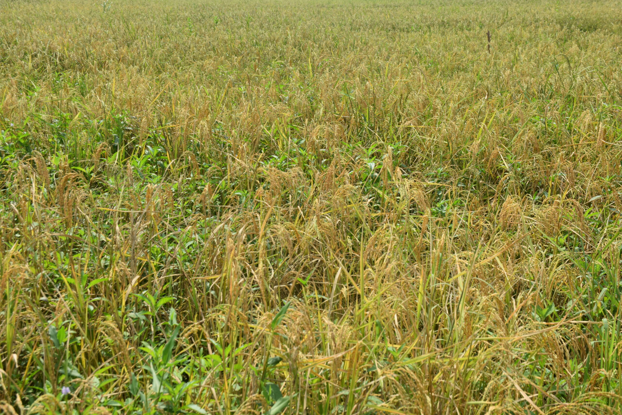 Agricultural View